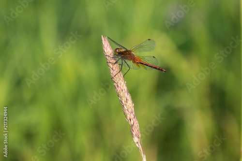 Dragonfly © Pavel