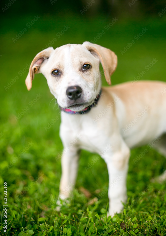 A Labrador Retriever mixed breed puppy outdoors