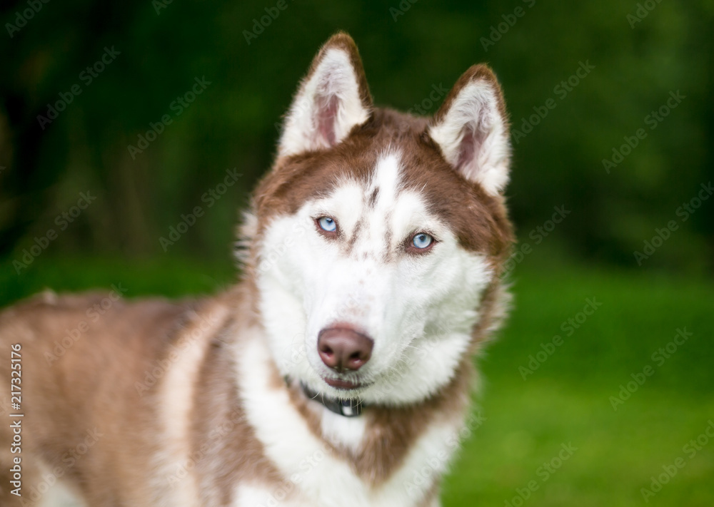 A Red Siberian Husky listening with a head tilt