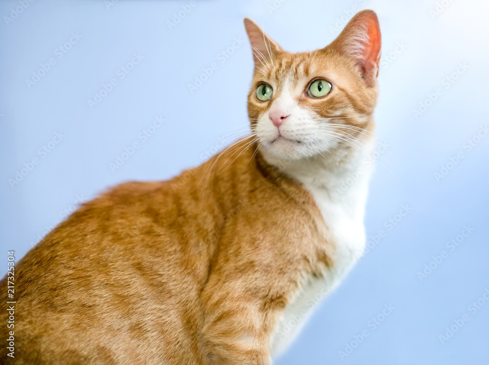 An orange tabby domestic shorthair cat with green eyes, on a blue background An orange tabby domestic shorthair cat with green eyes, on a blue background