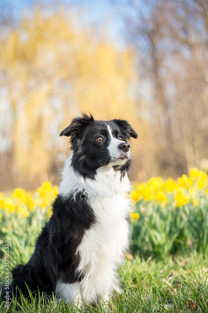 Adult Border Collie Dog Standing in a Meadow Stock Image - Image of collie,  grass: 133920371