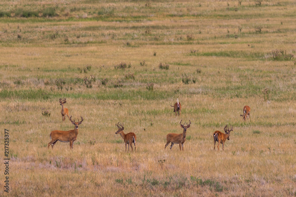 Naklejka premium Herd of White-tailed Deer Bucks in velvet