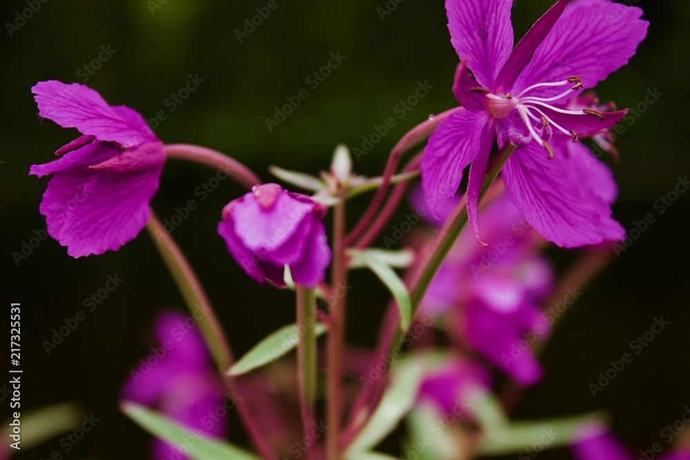 Obraz premium Flower