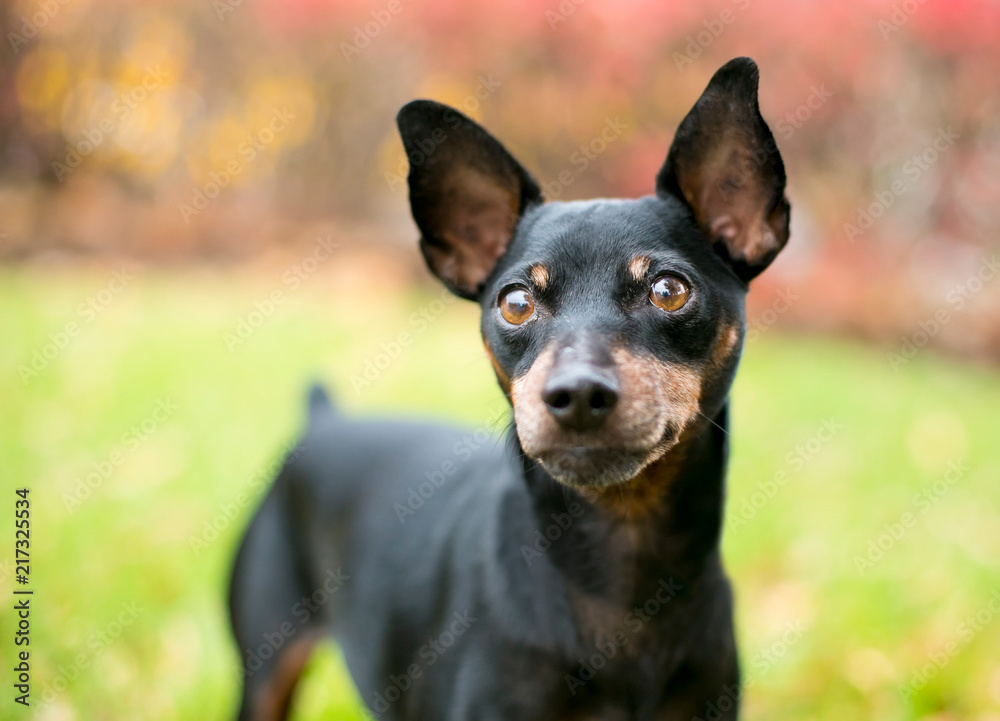 A black and red Miniature Pinscher dog with natural uncropped ears and a docked tail