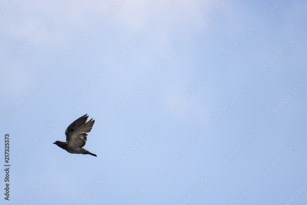 Obraz premium pigeon from haifa