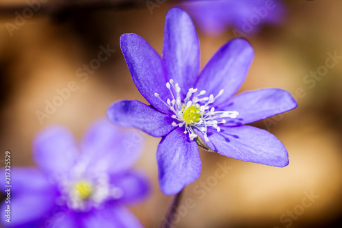 First fresh blue violets in the forest