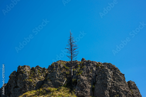 Dried pine tree on the top of the mountain in the Carpathian mountains.