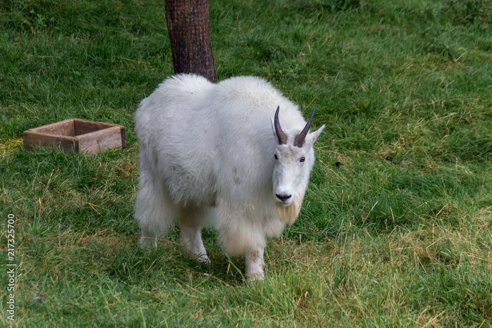 Mountain Goat in a forest of Canada Mountain Goat in a forest of Canada