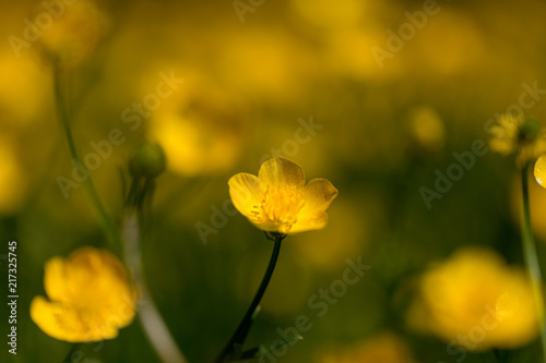 Buttercups in a Field