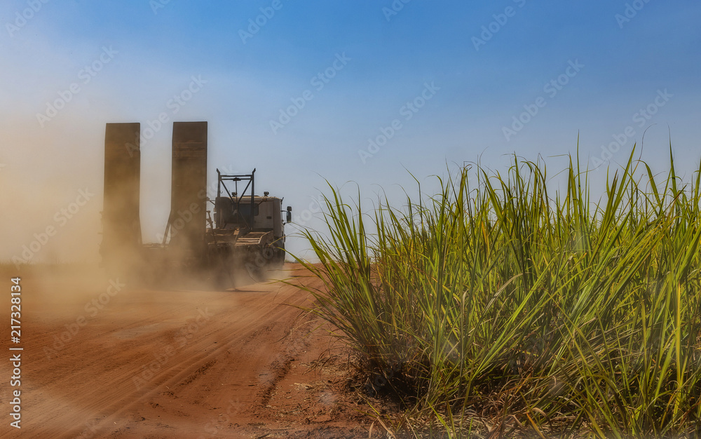 Fototapeta premium Sugar cane plantation at brazil's countryside
