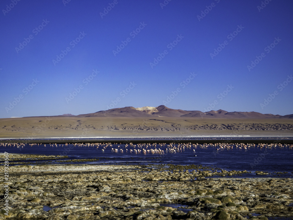 Colorful lagoon and flamingos in Laguna Colorado in Bolivia.