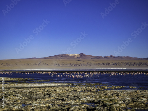 Obraz na płótnie Colorful lagoon and flamingos in Laguna Colorado in Bolivia. w salonie