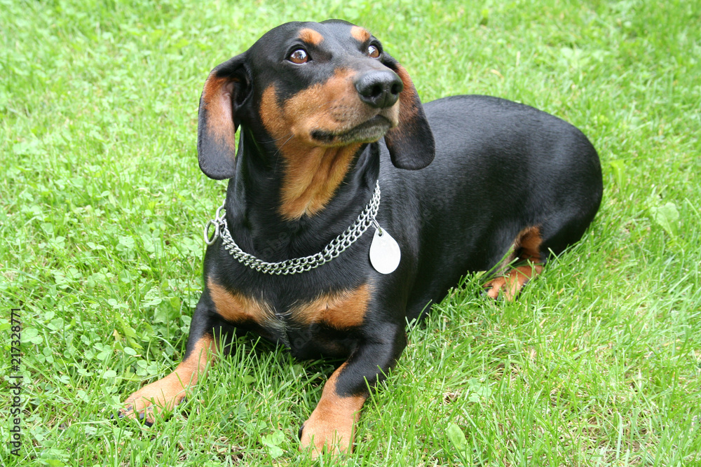 Dachshund, dog on the grass