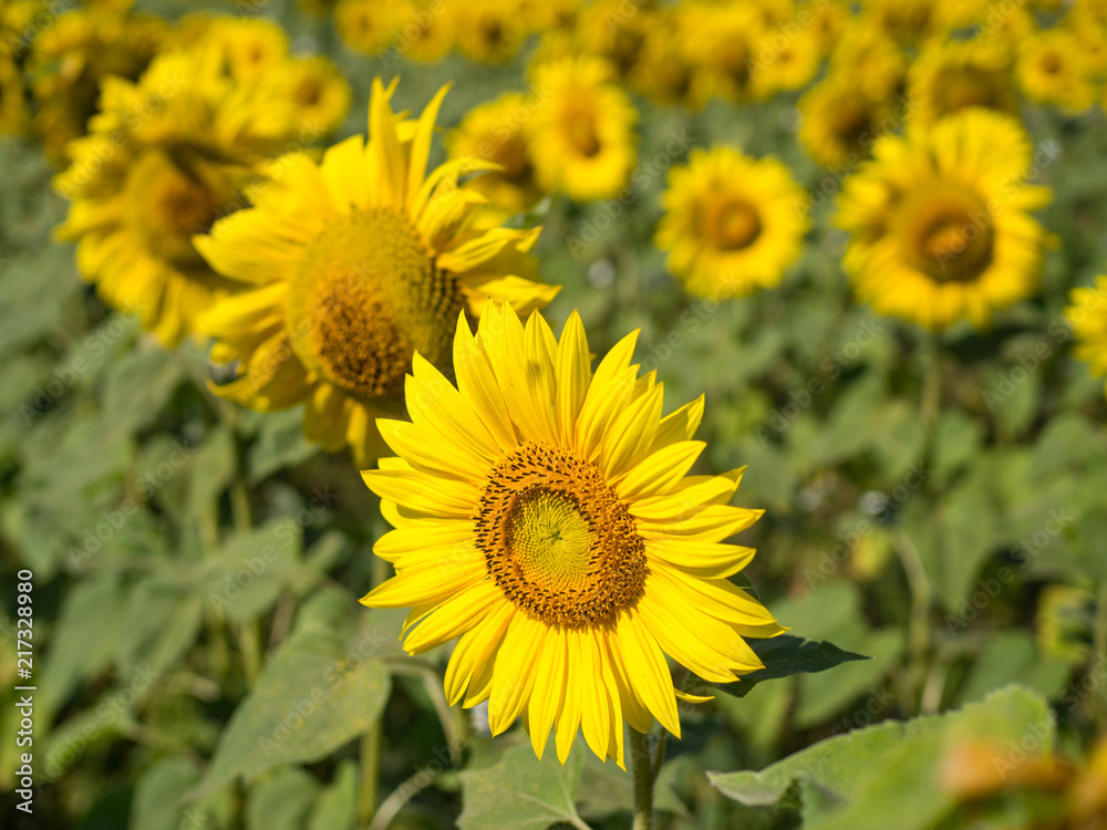 Sunflowers, Russia. Field of blooming sunflowers on a background blue sky. July, 2018 Sunflowers, Russia. Field of blooming sunflowers on a background blue sky. July, 2018