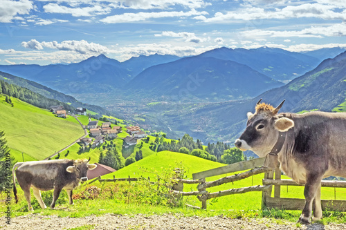 Blick auf die Mittelstation Prenn in den Sarntaler Alpen mit Kühen im Vordergrund photo