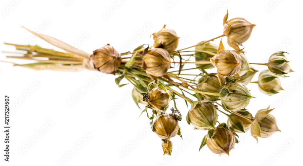 bunch of dry flax plant (Linum usitatissimum) close-up - obrazy, fototapety, plakaty 