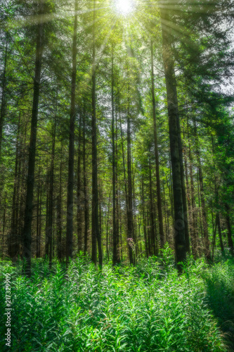 Landschaft Sonne strahlt durch hohe Nadelbäume auf Waldlichtung - Landscape Sun shines through high conifers on forest glade