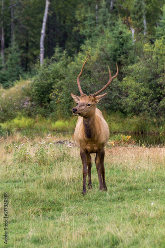 Northern Elk in a forest of Canada