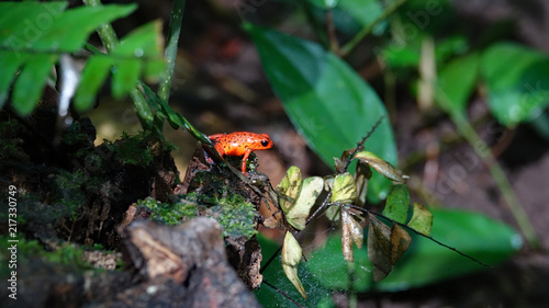 Roter Frosch