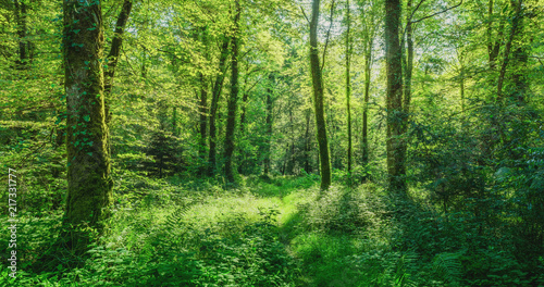Landschaft zauberhafter Laubwald mit Fu  weg im Fr  hling - Landscape of enchanting deciduous forest with footpath in spring