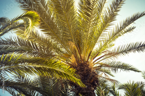 Palm trees leaves against the sky