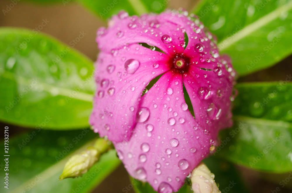 Drops on a pink flower Drops on a pink flower