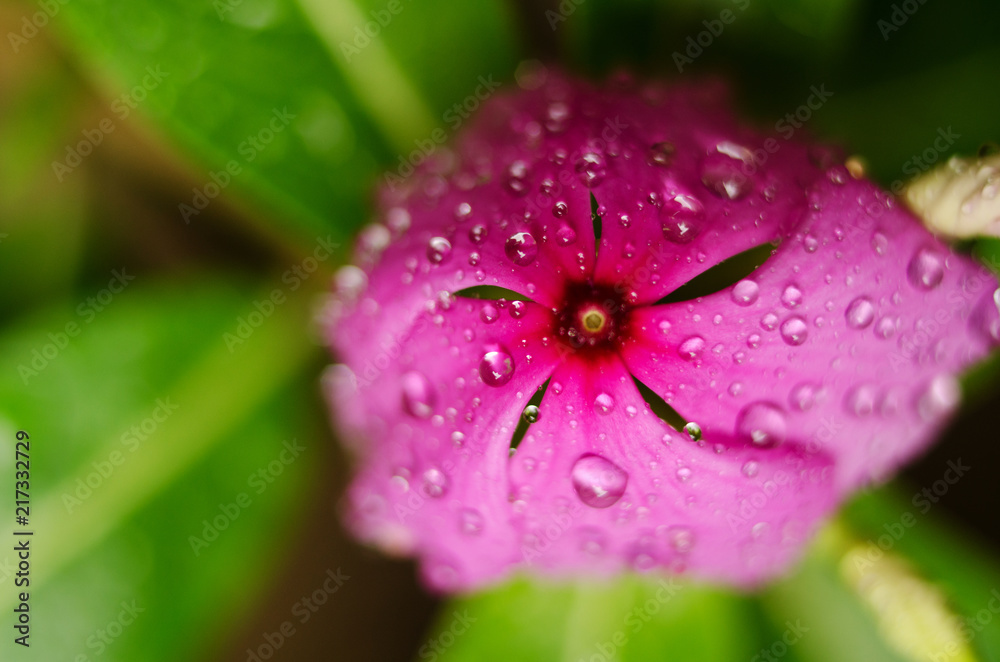 Drops of dew on a pink flower on a green background close-up - macro with an empty place for text Drops of dew on a pink flower on a green background close-up - macro with an empty place for text