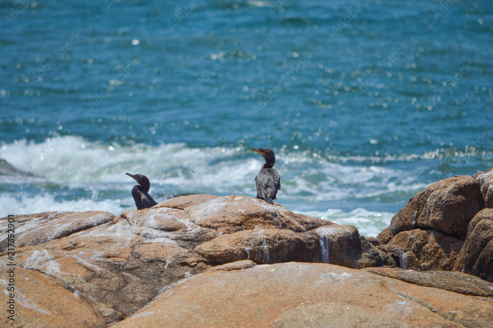 Fauna autoctona cabo polonio rocha uruguay Fauna autoctona cabo polonio rocha uruguay