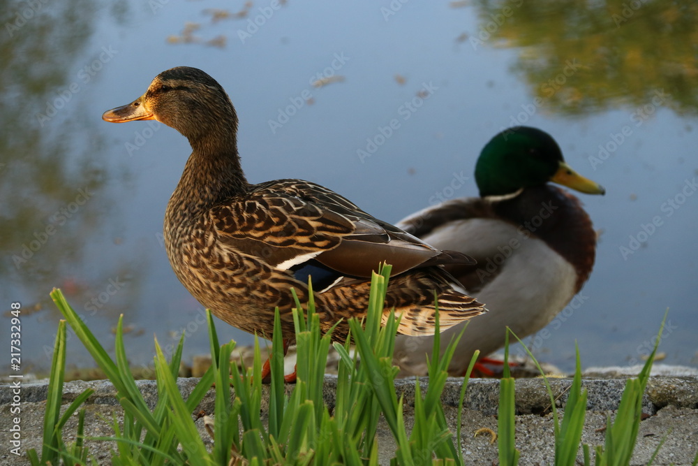Fototapeta premium Entenpaar