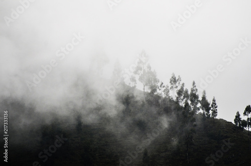 Mystical white dense fog descends from the slope along a rare forest and trees. Empty space for text