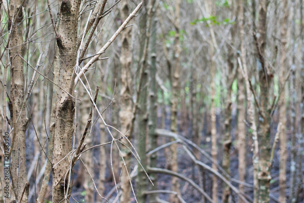 A slim dry trees in mangroove forest with black mud on the ground, eco nature tourism A slim dry trees in mangroove forest with black mud on the ground, eco nature tourism