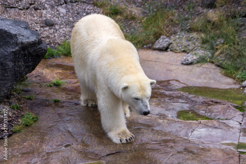 Polar bear in the north of Canada