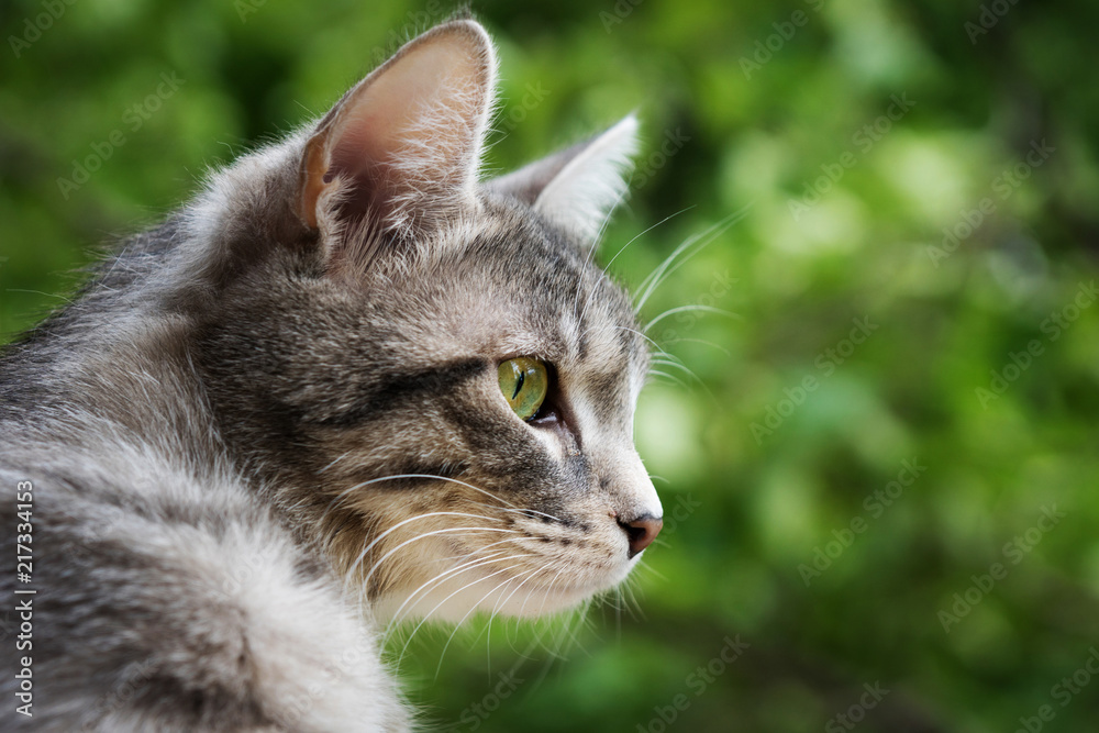 home gray fat cat with bright green eyes looking out the window leaning out on the street against the trees