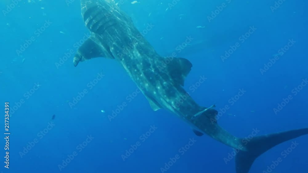 Whale Shark Underwater in Ocean water on blue background Whale Shark Underwater in Ocean water on blue background