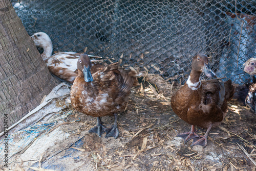 Brown ducks standing on its area in duck egg farm consists of wire, dry leaves and coconut tree