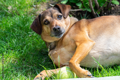 dog playing with a ball