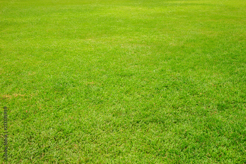 Green lawn for background. Green grass in the garden. Green lawn for background. Green grass in the garden.