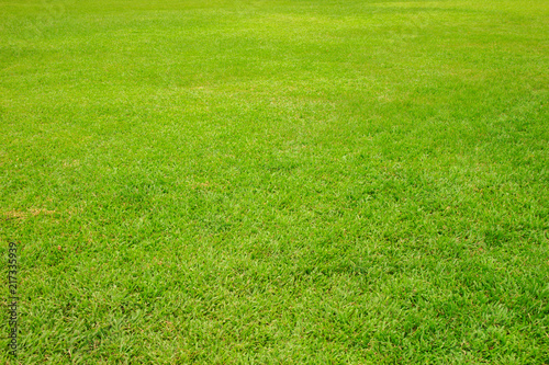 Green lawn for background. Green grass in the garden. © SAYAN