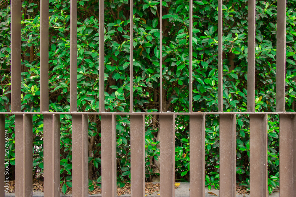 Old iron fence with rustproof coating with green ornamental trees. Fence with green leaves in the park. Old iron fence with rustproof coating with green ornamental trees. Fence with green leaves in the park.