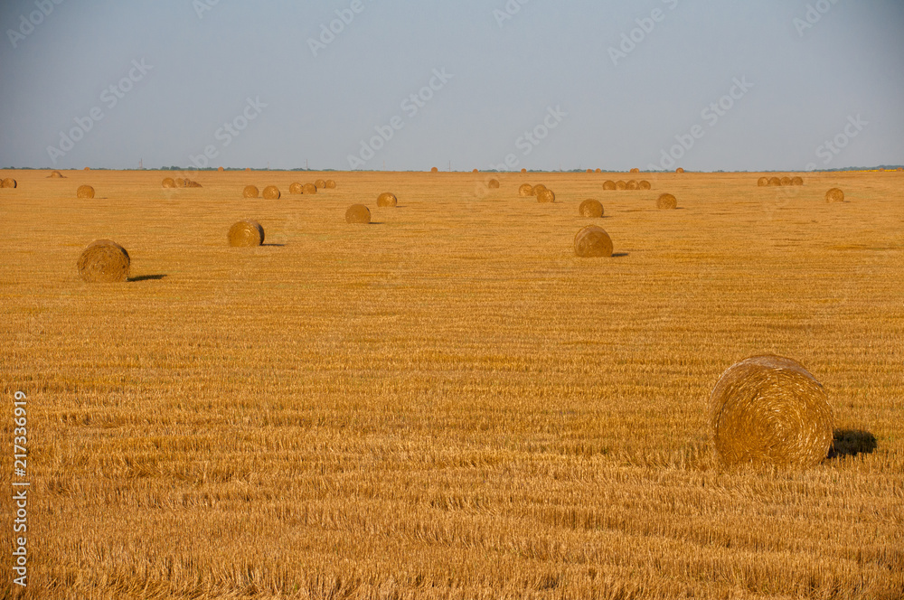 Fototapeta premium Beautiful countryside landscape. Round straw bales in harvested fields and blue sky with clouds