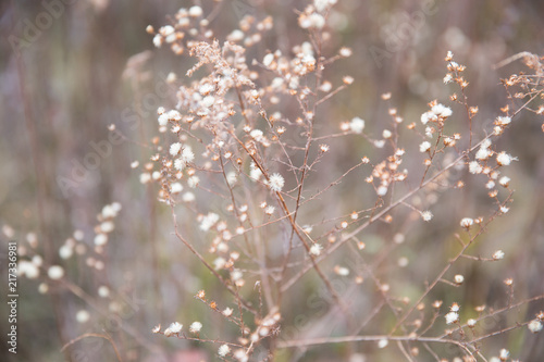 Dried Wild Flowers in Country Fields In Pastel Winter Natural Light.