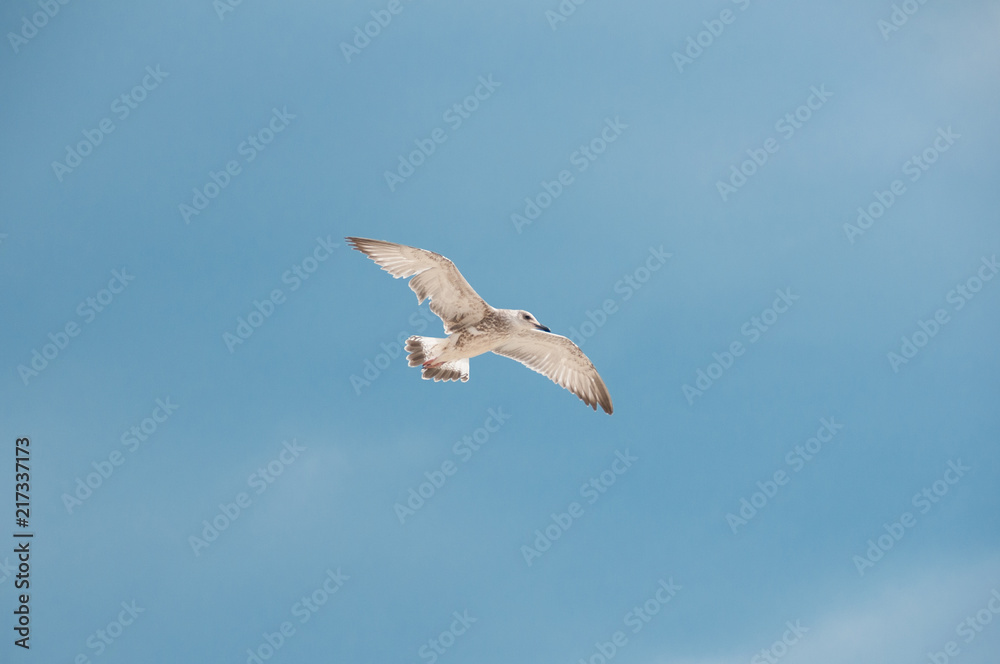 Obraz premium seagull running on the shore Close up view of white birds seagulls walking by the beach against natural blue water background. A seagull staring at the camera.
