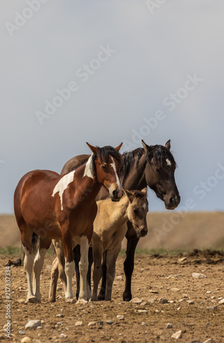 Fototapeta Naklejka Na Ścianę i Meble -  Wild Horses in the Desert in Summer