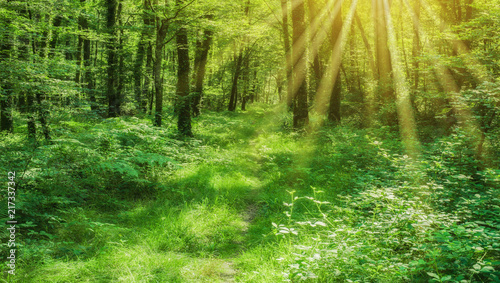 Landschaft zauberhafter Laubwald mit Fußweg im Frühling und Sonnenstrahlen - Landscape of enchanting deciduous forest with footpath in spring and sunshine