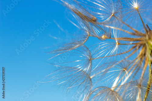big dandelion on blue sky background close up