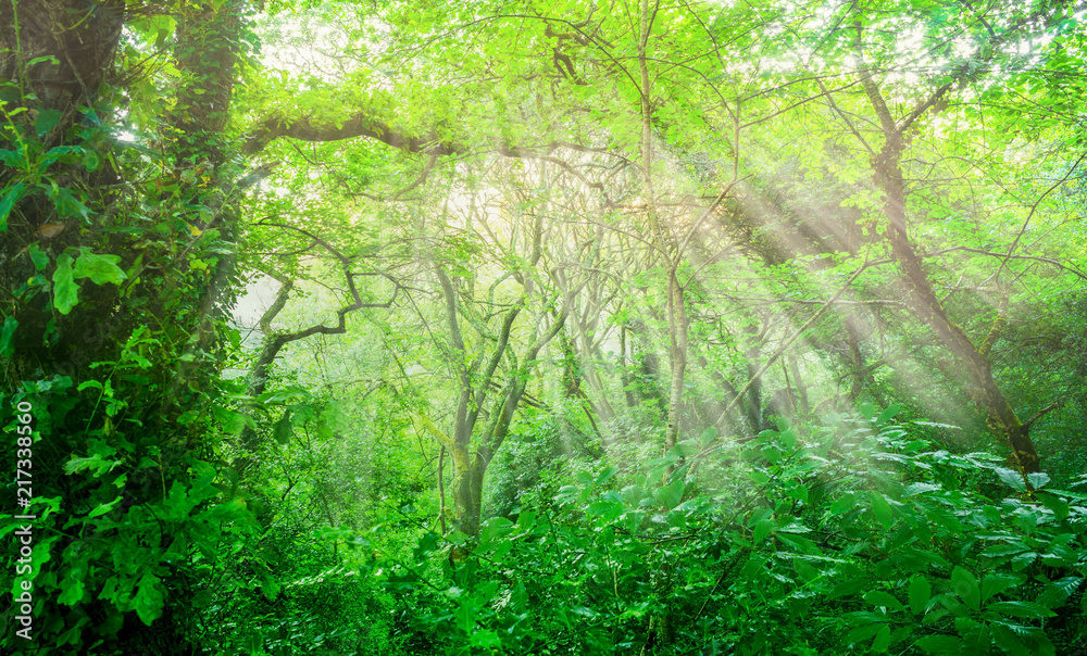 Landschaft Wildnis naturnaher Wald mit Sonnenstrahlen - Landscape Wilderness natural forest with sunbeams