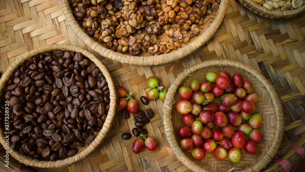 Kopi luwak or civet coffee, Coffee beans excreted by the civet. Kopi luwak or civet coffee, Coffee beans excreted by the civet.