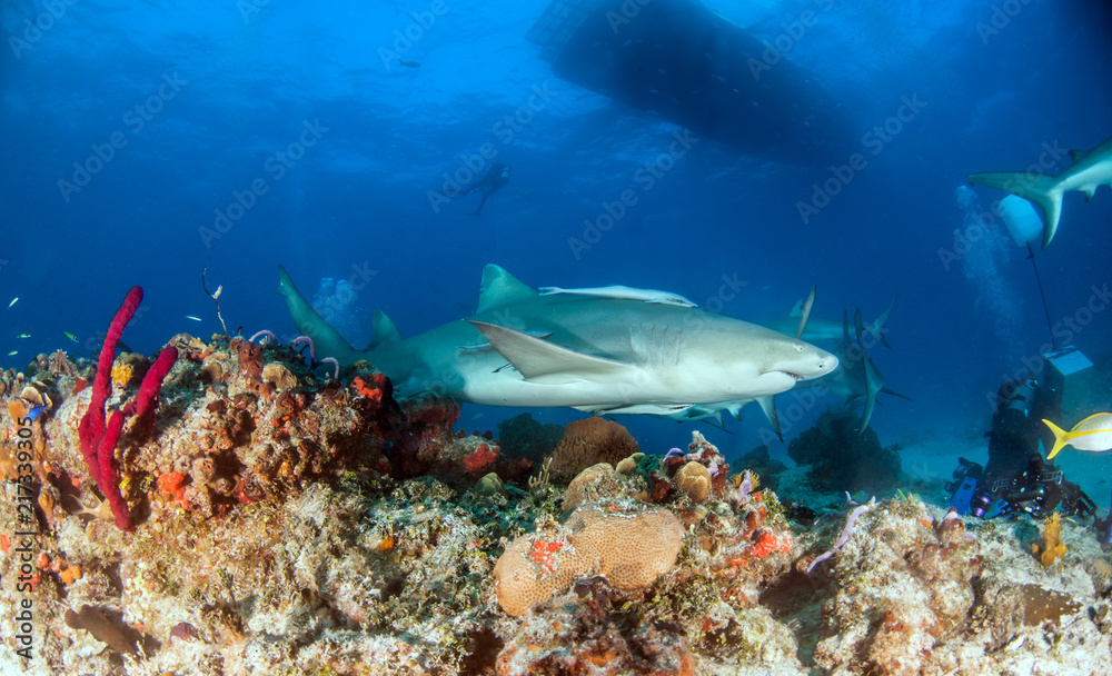 Fototapeta premium Lemon shark at the Bahamas