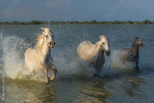 Fototapeta Naklejka Na Ścianę i Meble -  Horses running in the water, beautiful purebred horses in Camargue
