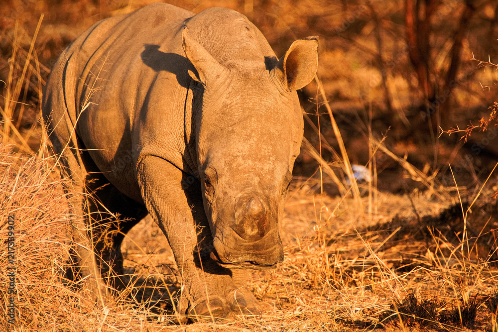 Fototapeta premium Cielę białego nosorożca z zaciekawieniem zbliża się do pojazdu